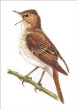 Стих Соловей читать для детей онлайн из коллекции про животных и птиц ~  Skazki.land